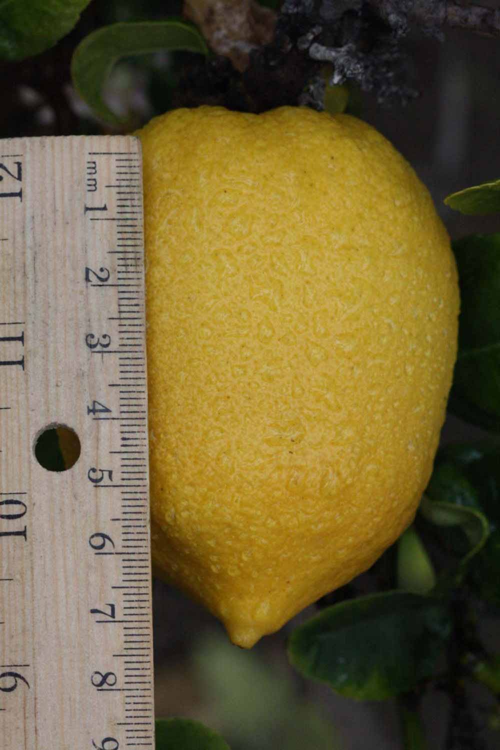              Fruit (Riverside, CA)       